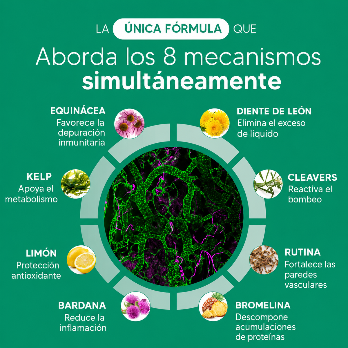 Nueva fórmula de máxima potencia: cápsulas para el drenaje linfático de BienStar Viva™